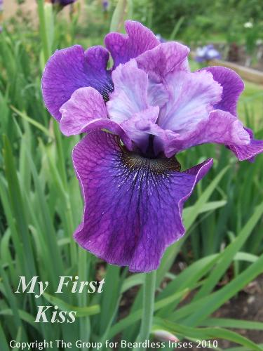 sib My First Kiss (1)